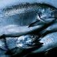 Dark_Fish